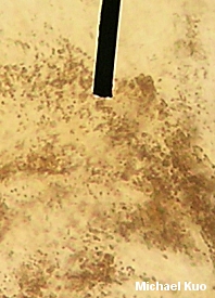 Gymnopus alkalivirens