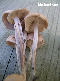 Gymnopus confluens