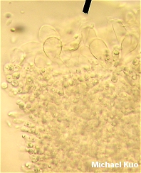 Gymnopus dichrous