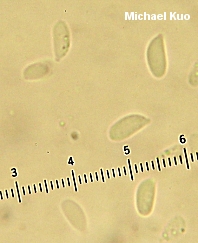 Gymnopus iocephalus