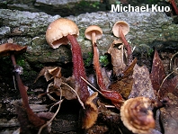 Gymnopus spongiosus