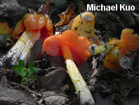 Hygrocybe acutoconica