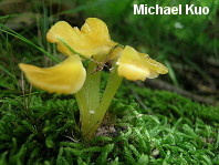 Hygrocybe acutoconica