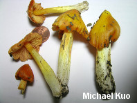 Hygrocybe acutoconica