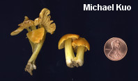 Hygrocybe acutoconica