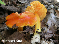 Hygrocybe aurantiosplendens