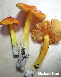 Hygrocybe aurantiosplendens