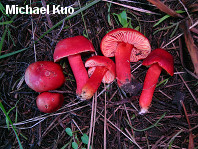 Hygrocybe coccinea