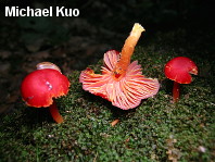 Hygrocybe coccinea