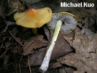 Hygrocybe conica