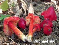 Hygrocybe cuspidata