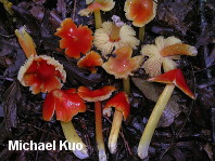 Hygrocybe cuspidata