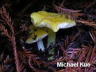 Hygrocybe flavescens