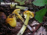 Hygrocybe flavescens