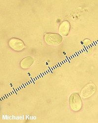 Hygrocybe flavescens