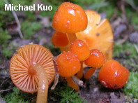 Hygrocybe glutinipes