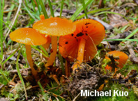 Hygrocybe glutinipes