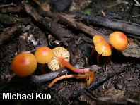 Hygrocybe insipida