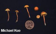 Hygrocybe insipida