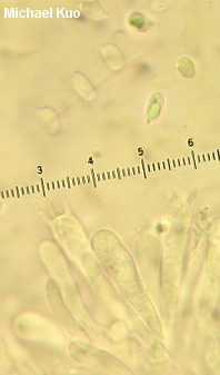 Hygrocybe insipida