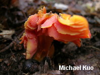 Hygrocybe punicea