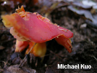 Hygrocybe punicea