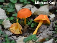 Hygrocybe reidii