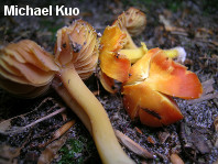 Hygrocybe reidii