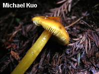 Hygrocybe singeri