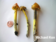 Hygrocybe singeri