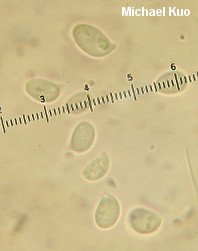 Hygrophorus agathosmus