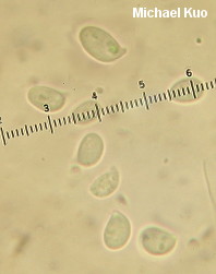 Hygrophorus agathosmus