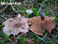 Hygrophorus capreolarius