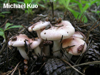 Hygrophorus erubescens