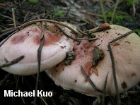 Hygrophorus erubescens