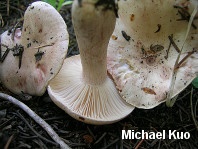 Hygrophorus erubescens