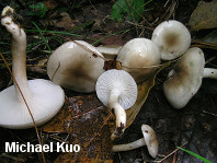 Hygrophorus occidentalis