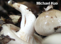 Hygrophorus occidentalis