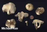 Hygrophorus occidentalis