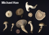 Hygrophorus occidentalis