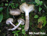 Hygrophorus olivaceoalbus