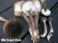 Hygrophorus olivaceoalbus