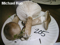 Hygrophorus olivaceoalbus