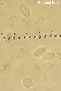 Hygrophorus olivaceoalbus