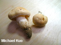 Hygrophorus poetarum