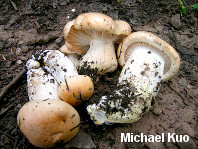 Hygrophorus pudorinus