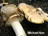 Hygrophorus pudorinus