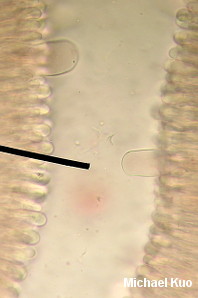 Hymenopellis megalospora