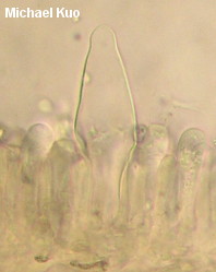 Hymenopellis sinapicolor