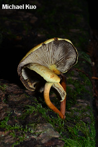 Hypholoma fasciculare